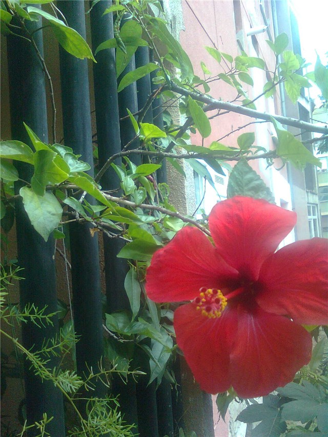 hibiskus cvijet1